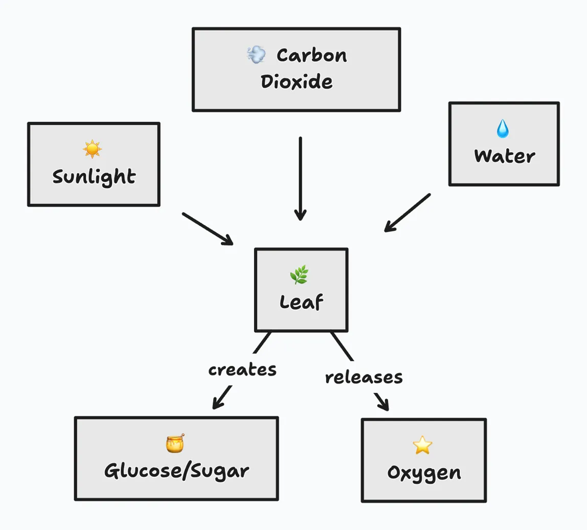 Photosynthesis process diagram